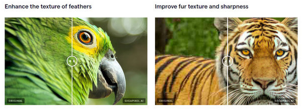 Gigapixel AI Feather and Fur